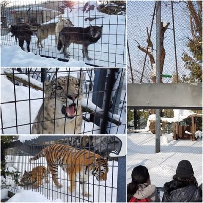 旭川動物園，北海道獨特動物體驗與冬季雪景奇觀！